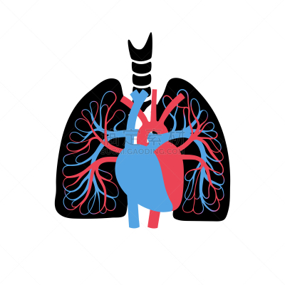心血管系统,生物学,病历卡,有序,健康保健,脉搏图,背景分离,动脉,维管束