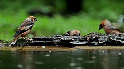 在森林夏雨下吃种子的鹰雀，可可斯劳斯特斯(Coccothraustes Cocothraustes)
