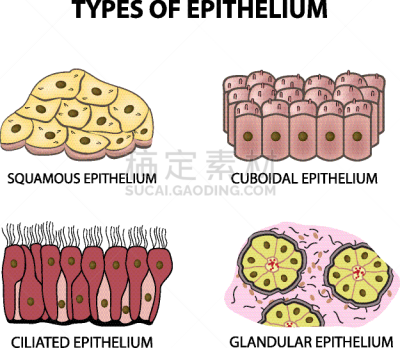 三维图形,生物学,纤毛,健康保健,人,粘膜,图像,打字,生病