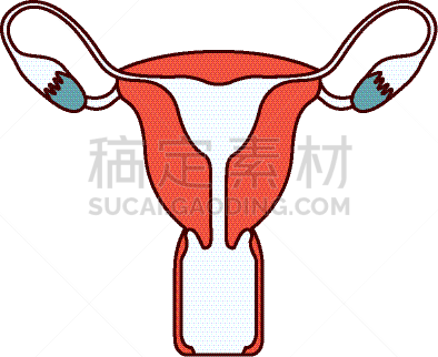 彩色图片,横截面,女性,卵子,卵巢,子宫颈,女人,剪影