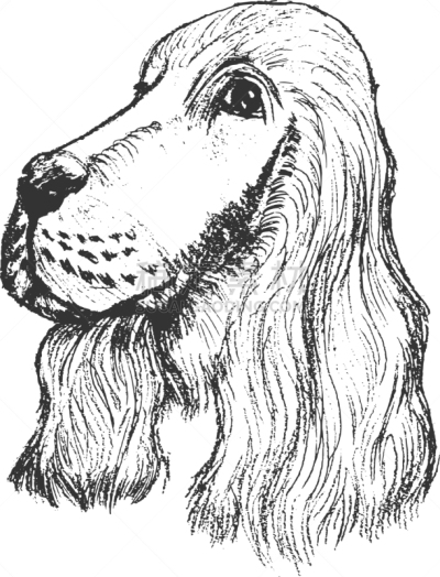 斯班尼犬,注视镜头,分离着色,可爱的,白色,宠物,肖像,图像,狗