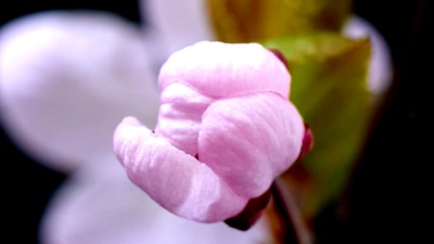 粉红色樱花盛开