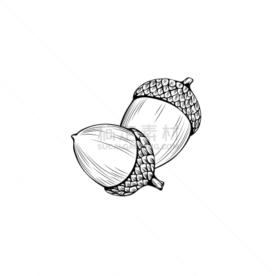橡树果,绘画插图,彩色书,自然,矢量,蔬菜,篮子,十月,空的,背景分离