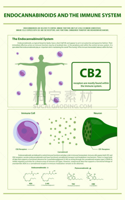 信息图表,垂直画幅,健康保健,心肺系统,分子,受体,舌下,淋巴系统,神经科学