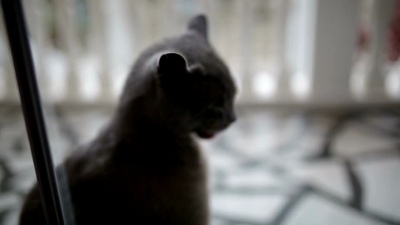 猫