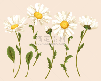 甘菊花,草本,清新,图像,花朵,花蕾,蜂蜜,布置,收集,装饰