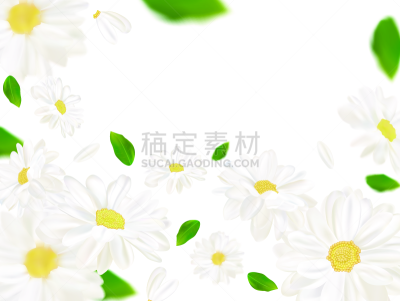 白色,三维图形,绘画插图,甘菊,特写,自然美,矢量,叶子,绿色,背景
