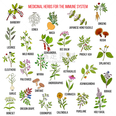 草药,生物学,健康保健,甘草糖,药,玛咖,黄芪,Corn Marigold,罗勒