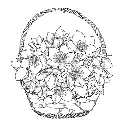 篮子,轮廓,冬天,菟葵,花蕾,叶子,花束,矢量,黑色,分离着色