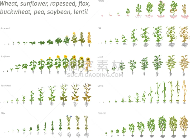 向日葵 大豆 豌豆 油菜花 荞麦 亚麻 阶段 玉米 植物 生长图片素材下载 稿定素材