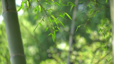 竹林