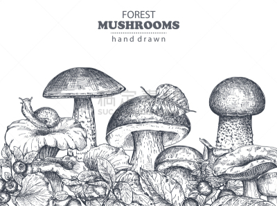 森林,动物手,食用菌,背景,蔬菜,Porcini Mushroom,清新,食品,绘制,烹调