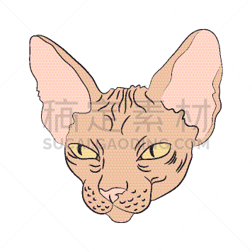 肖像,猫,白色背景,可爱的,无尾礼服,哺乳纲,自然美,动物,孟加拉虎