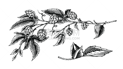 绘画插图,草本,叶子,啤酒,矢量,动物手,高雅,复古,种植,复古