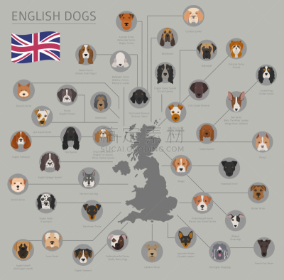 狗,英格兰,非都市风光,信息图表,纯种犬,肖像,图像,赛特种猎狗