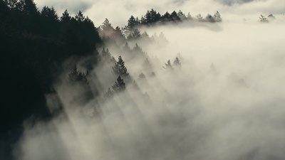 树雾