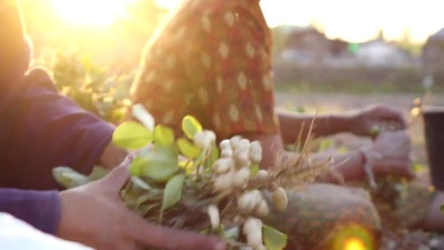 田间收获花生