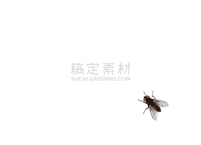 壁纸,绘画插图,两翼昆虫,家蝇,矢量,白色背景,顶部,分离着色,视角,下移