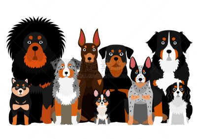 狗,动物群,眉毛,橙色,纯种犬,背景分离,牧羊犬,警犬,日本柴犬,哈巴狗