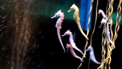 来自安达曼海的海马