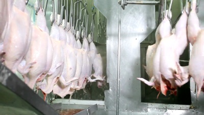 生鸡肉加工