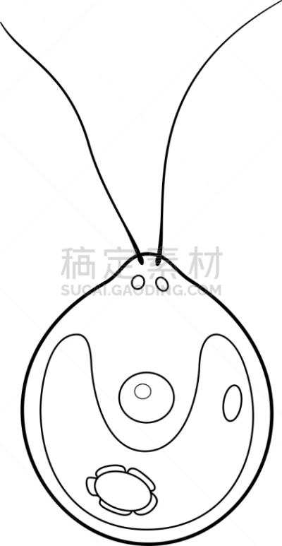 衣藻,建造物,植物细胞,书页,生物学,微生物学,退化单眼,细胞质,背景分离,细胞器