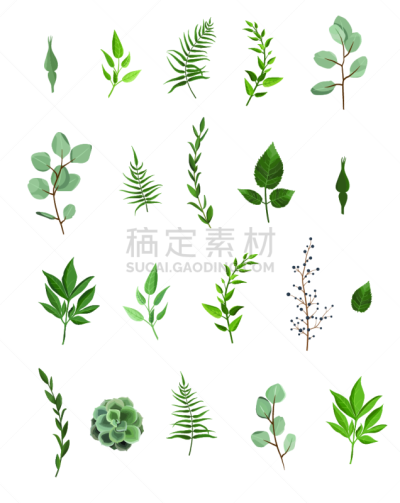 桉树,自然,高雅,叶子,矢量,绿色,设计师,艺术,四元素,收集