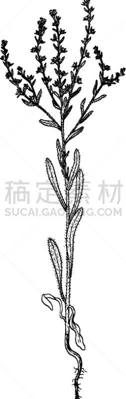 植物学,草图,自然,图像,被子植物,矢量,分离着色,植物群,草本,琉璃苣
