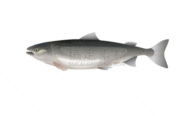 鲑鱼,农业,菜单,渔业,清新,食品,大西洋,动物,餐馆