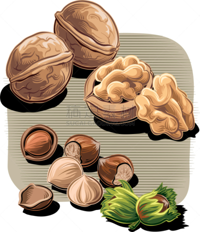 胡桃,榛子,矢量,蔬菜,食品,水果,图像,种子