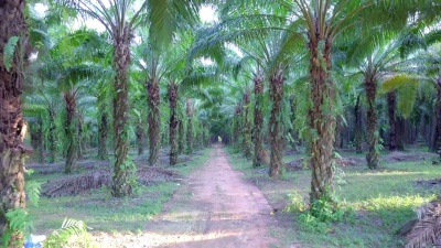 泰国庞雅省油棕榈种植园鸟瞰