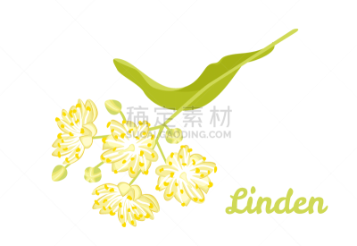 健康保健,简单,欧锻树,植物,绘画插图,卡通,花朵,嫩枝,矢量,花