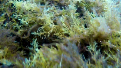 潜水员靠近杂草覆盖的巨石游泳，水下探险家，视角