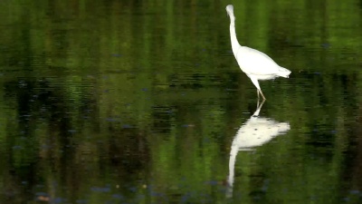 未成熟的小蓝鹭，Egretta caerulea，来自哥斯达黎加