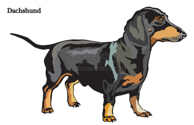 绘画插图,腊肠犬,矢量,可爱的,纯种犬,狗,哺乳纲,服从,站,保护