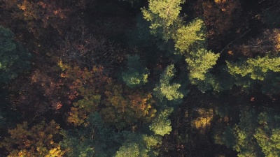 秋季森林鸟瞰