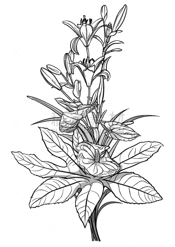 花束,黑白图片,50年节,周年纪念,浪漫,植物群,花,画画,问候,爱