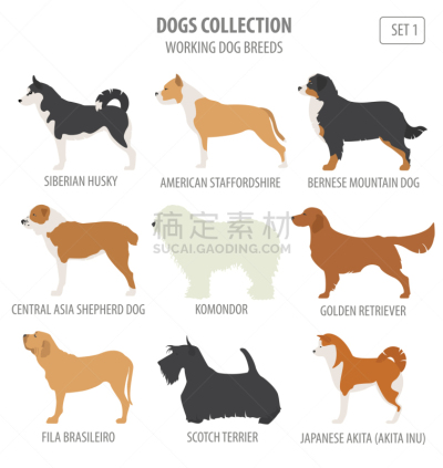 分离着色,狗,纯种犬,梗犬,纽芬兰,图像,沙皮狗,杜宾犬,牛头梗,收集