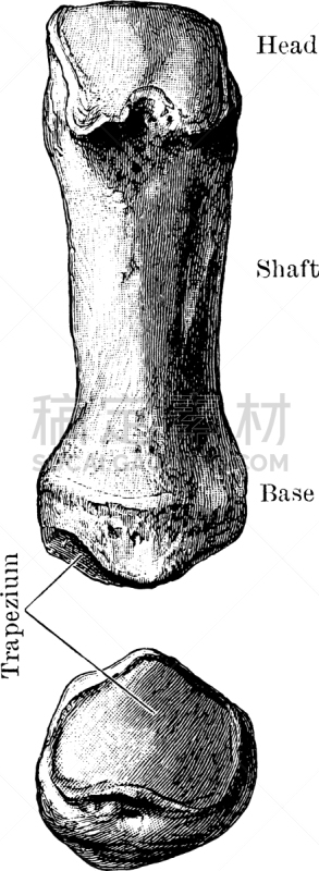 掌骨,咀嚼骨,数字1,白色,矢量,图像,雕刻图像,黑色,复古