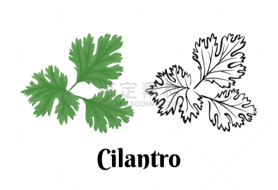 蔬菜,芫荽叶,绘画插图,卡通,轮廓,芳香的,草本,矢量,绿色,白色背景