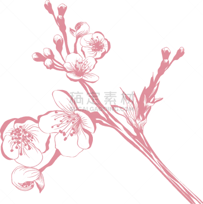 枝,樱桃树,自然,季节,粉色,脆弱,图像,花朵,樱桃,自然美