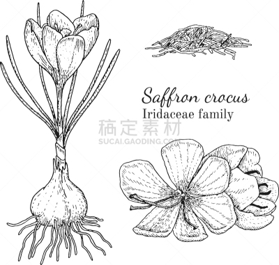 藏红花,草图,墨水,动物手,有机食品,自然,素食,草本,环境,绘制