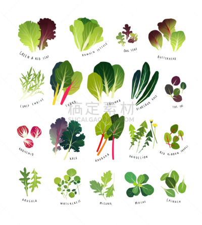 鹭管鱼,蔬菜叶,蔬菜,菠菜,莴苣,图像,Ruby Red Chard,羽衣甘蓝,牛皮菜,收集