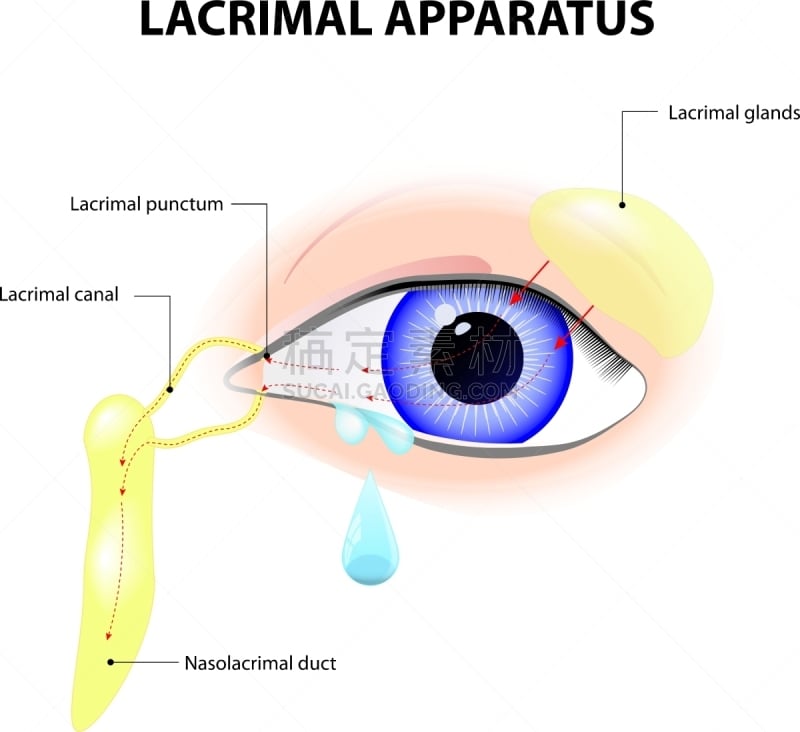 泪腺的,设备用品,人类腺体,人,科学,生物学,健康保健,图像,矢量,清洗