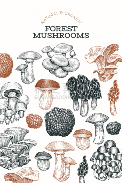 食品,模板,食用菌,动物手,姬菇,Porcini Mushroom,菜单,清新,设计,绘制