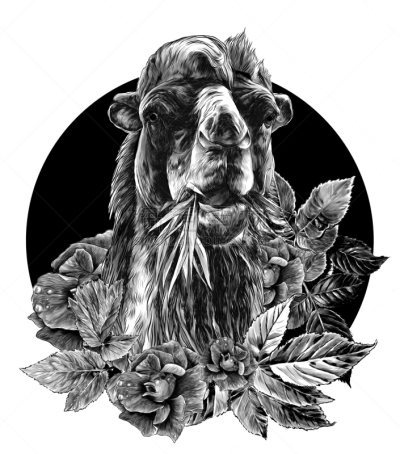 玫瑰,草,骆驼,动物头,圆形,动物嘴,叶子,食草动物,野生动物,肖像