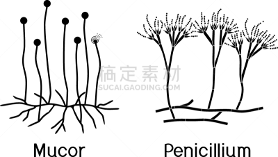 白色背景,青霉菌,毛霉菌,分离着色,生物学,菌丝,微生物学,分生孢子,背景分离,子囊菌