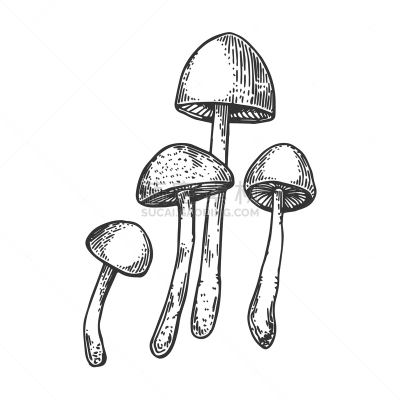 雕刻图像,蘑菇,食品,植物,危险,剪贴画,木版画,复古,绘制