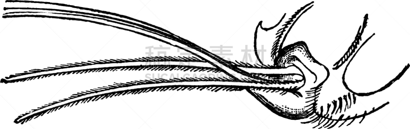 采采蝇,动物头,白色,矢量,图像,雕刻图像,黑色,复古