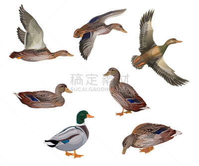 鸭子,野鸭,运动,多样,野生动物,翅膀,淡水鸟,动物,布置,坐